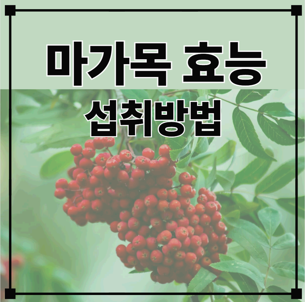 관절염증치료에 좋은 마가목 효능, 부작용, 복용방법