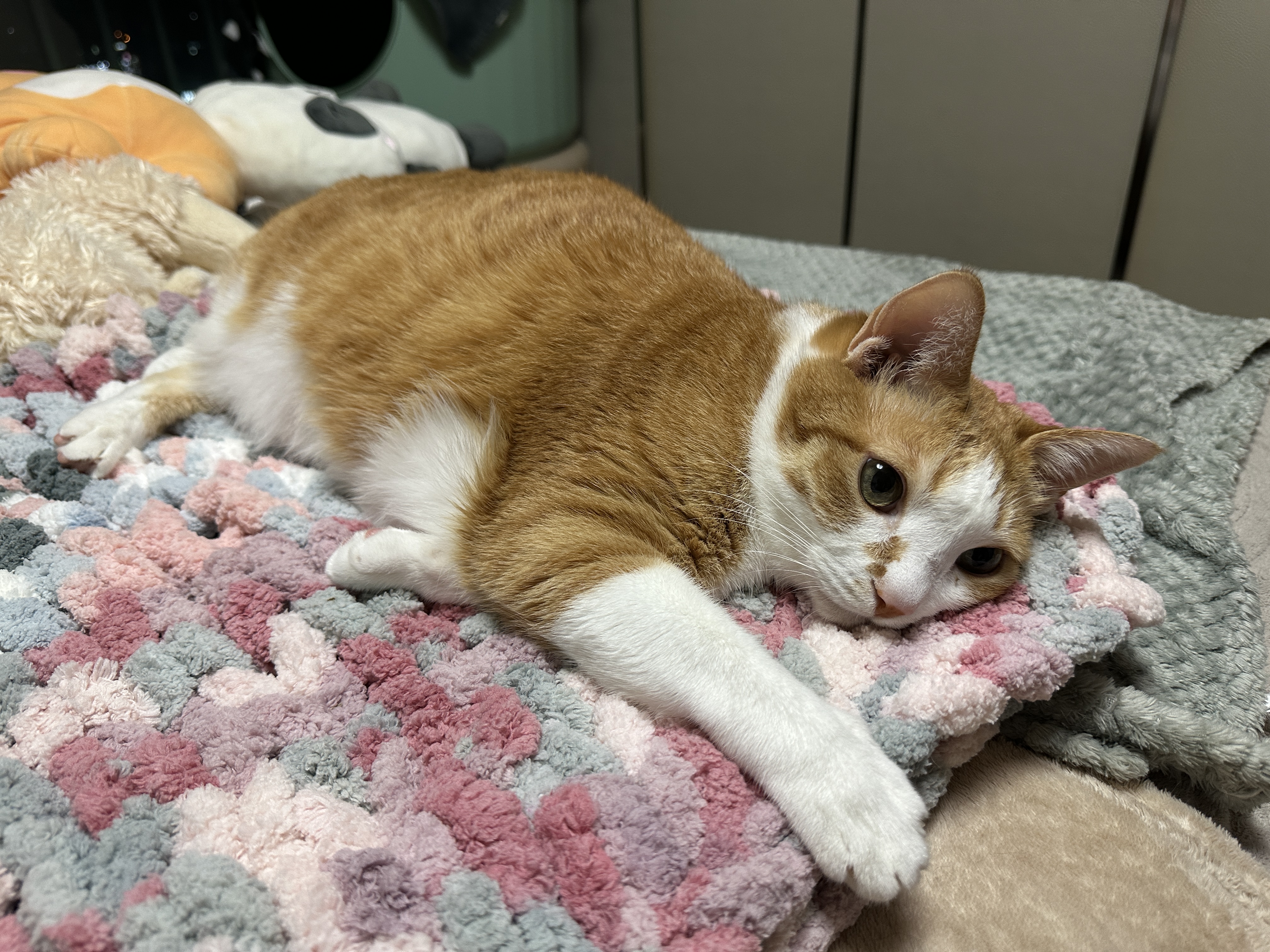 엄마가_만든_청키수면사_담요가_너무_맘에_드는_호야