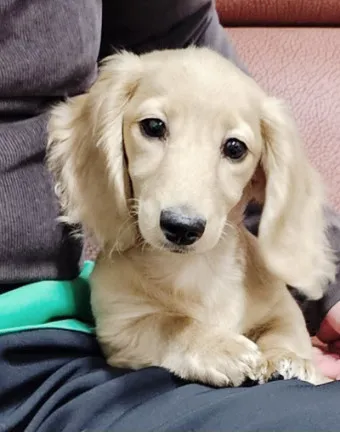 닥스훈트 순종 가격 성격 분양가격 장단점_25