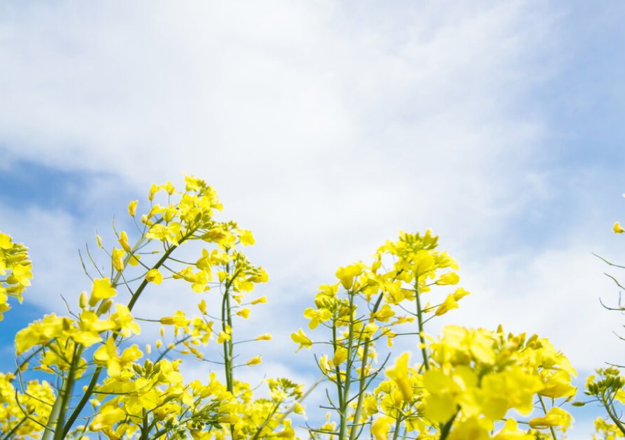 2024년 4월 강원도 날씨의 특징