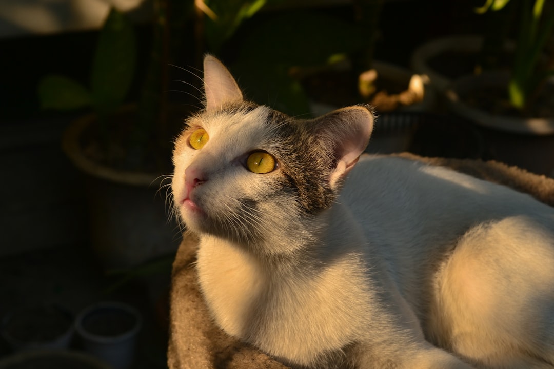 Hedda