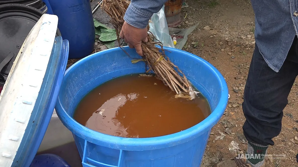 액비 희석비율 주기맞추기 잎색개선 안전한 급수 방법_6