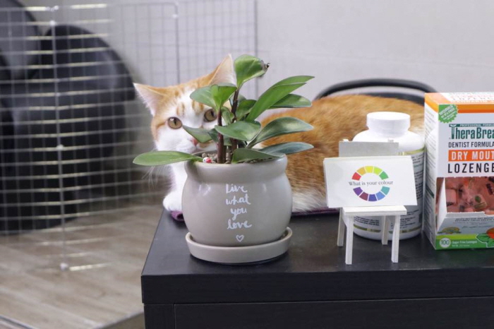 귀여운고양이움짤