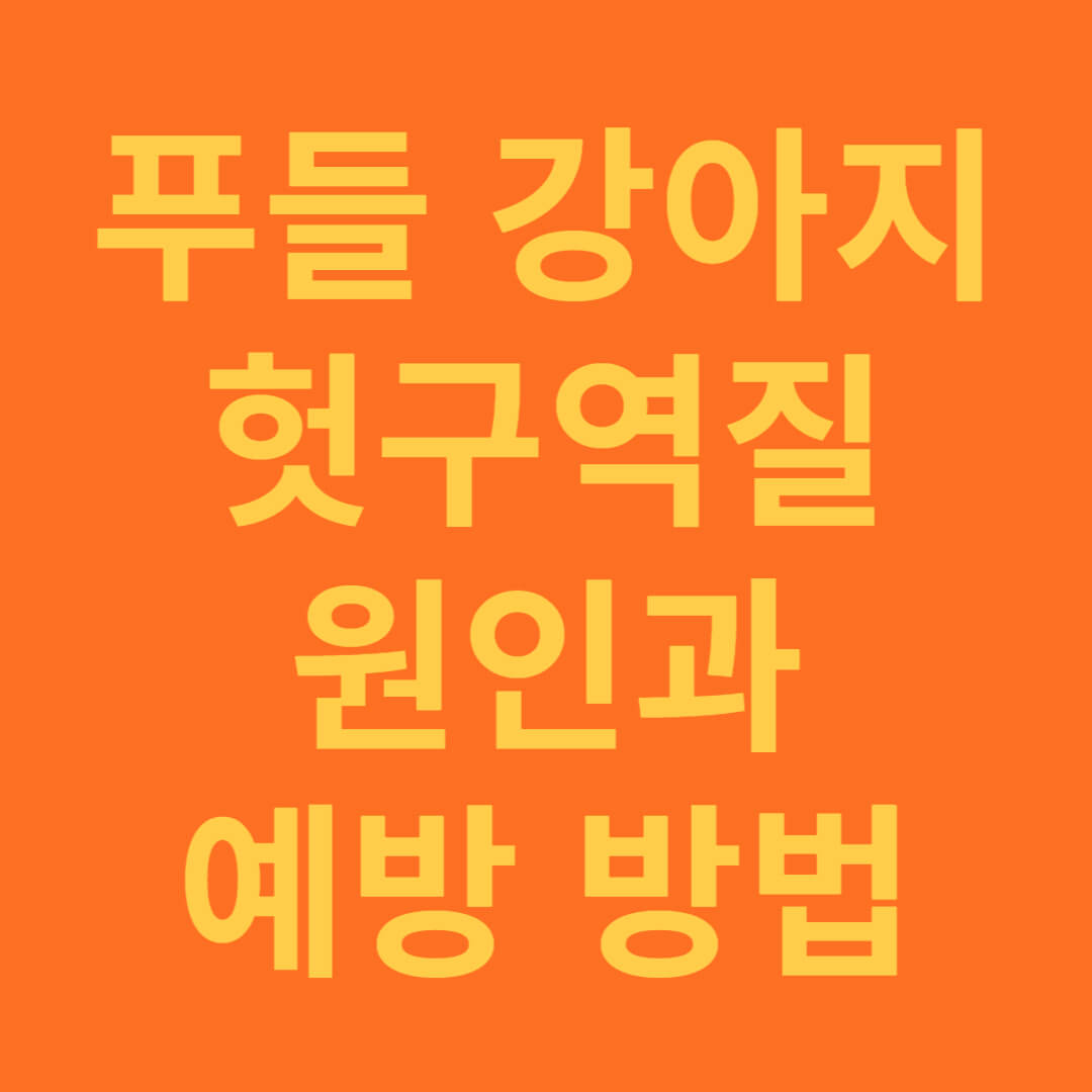 푸들 강아지 헛구역질 원인과 예방하는 방법