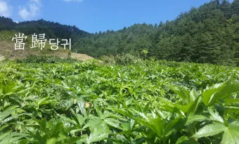 경주 대추밭 백 한의원 평일에 5대 원장님 만나본 후기_17