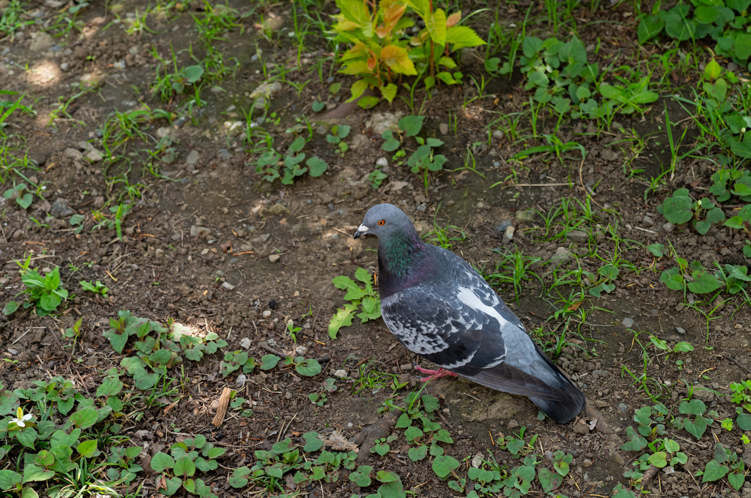 라이카 M11 주미크론 35mm 도쿄 우에노 스냅