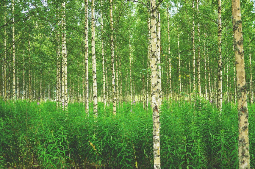 시니어 여행 자작나무 숲