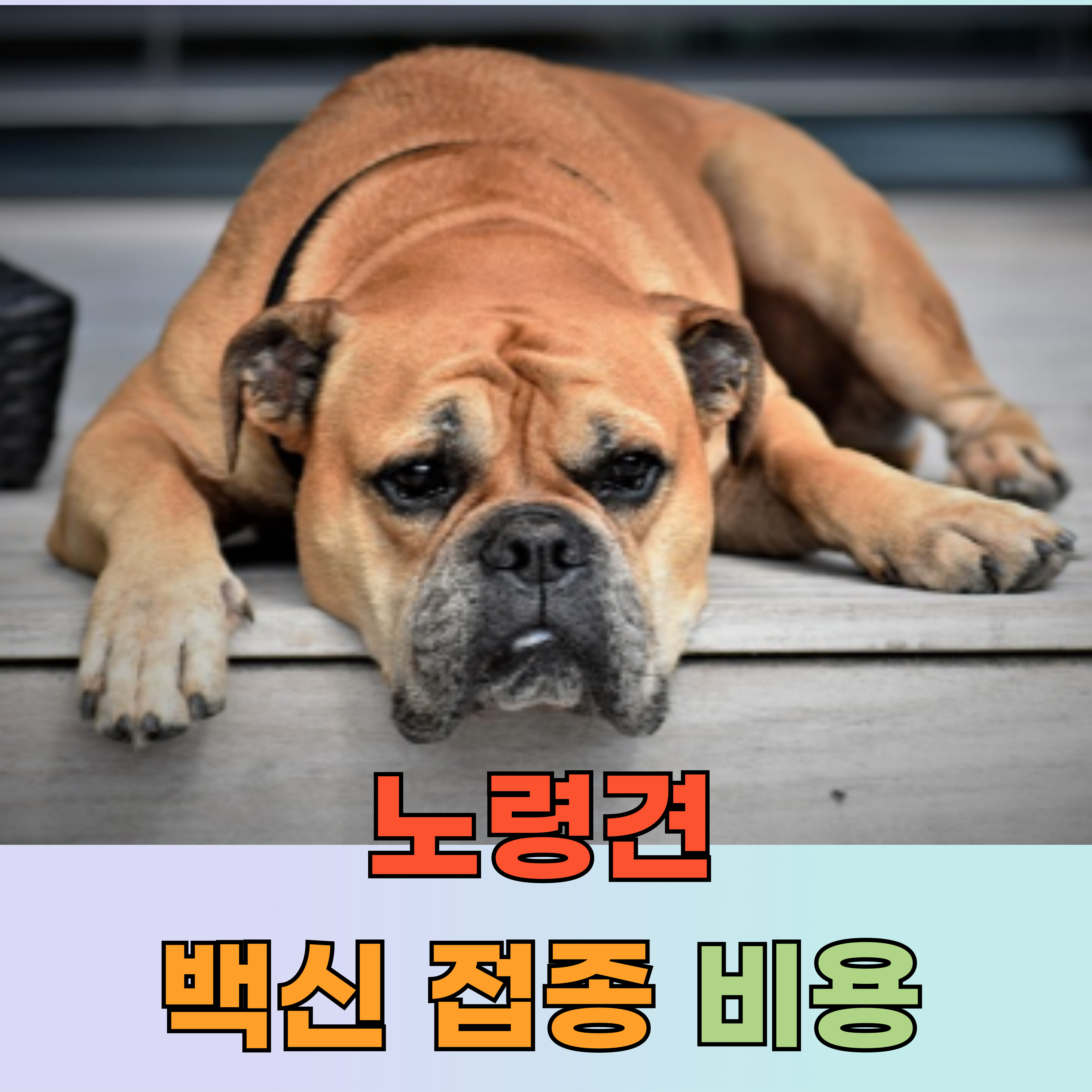 노령견 백신 접종 비용|언제까지 맞혀야 할까 꼭 필요한 예방접종 리스트