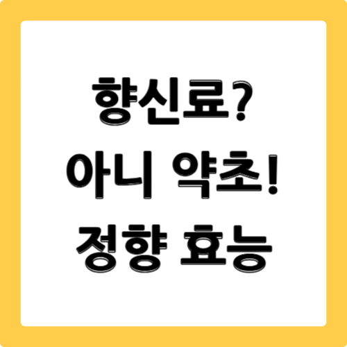 정향 효능