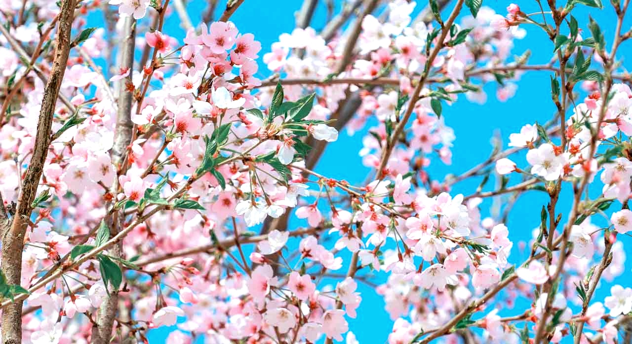 하늘 위로 가득한 벚꽃 잎의 전경. [ⓒPexels에서 &rsquo;浪 郭&rsquo;]