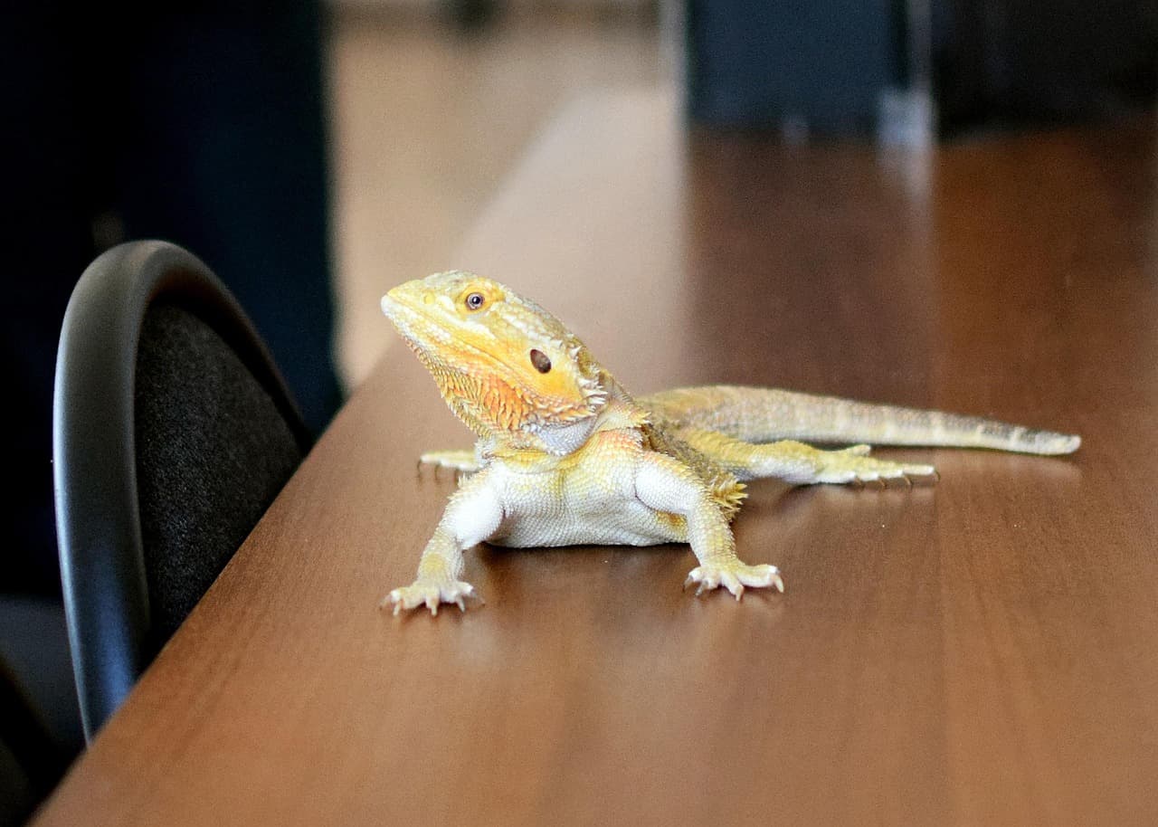 반려동물 자동 급식기 BEST 5