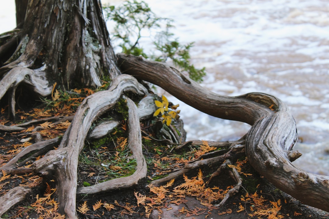 Root