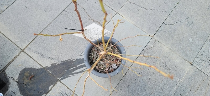 블루베리나무-사진