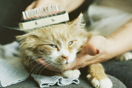 빗질하고 있는 고양이.