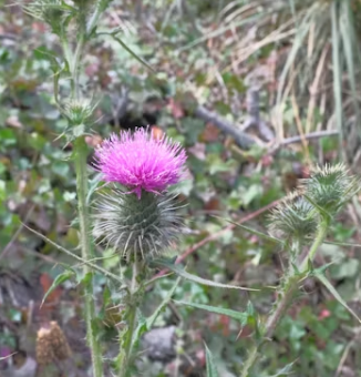 밀크씨슬 효과 복용법