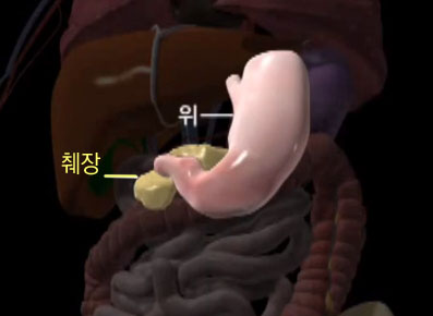 췌장-위치