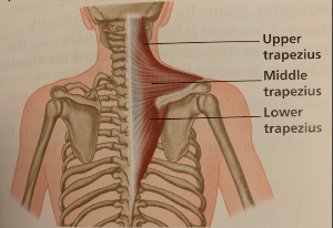 승모근-우리몸에-부착된-모습