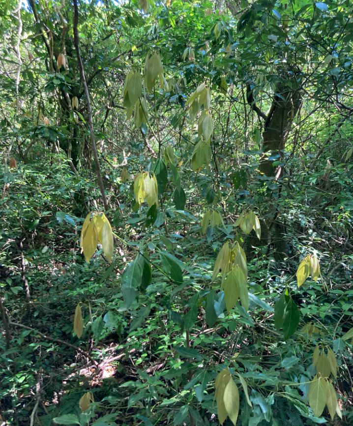 제주 곶자왈 도립공원