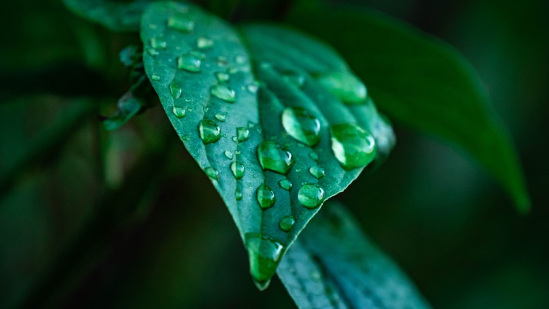 Moisture