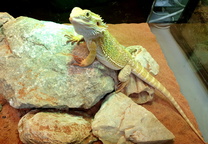 아이랑가기 좋은 곳 - 자연생태박물관 