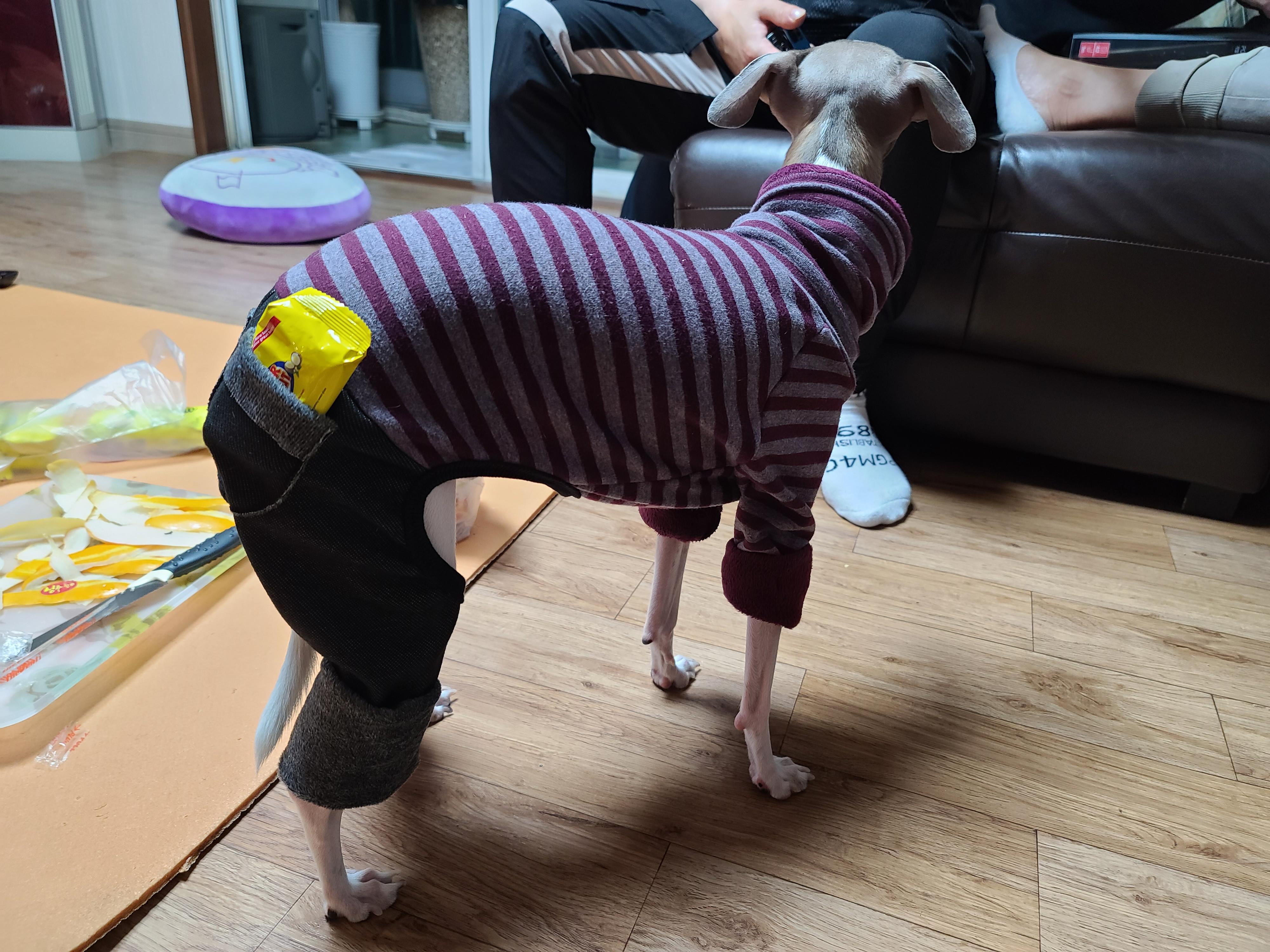 나는 강아지 조카들이 있다. 쏭! 팽!