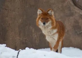 우수리 불곰 특징 성격 서식지_17