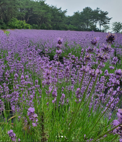 고창 청농원 라벤더시즌