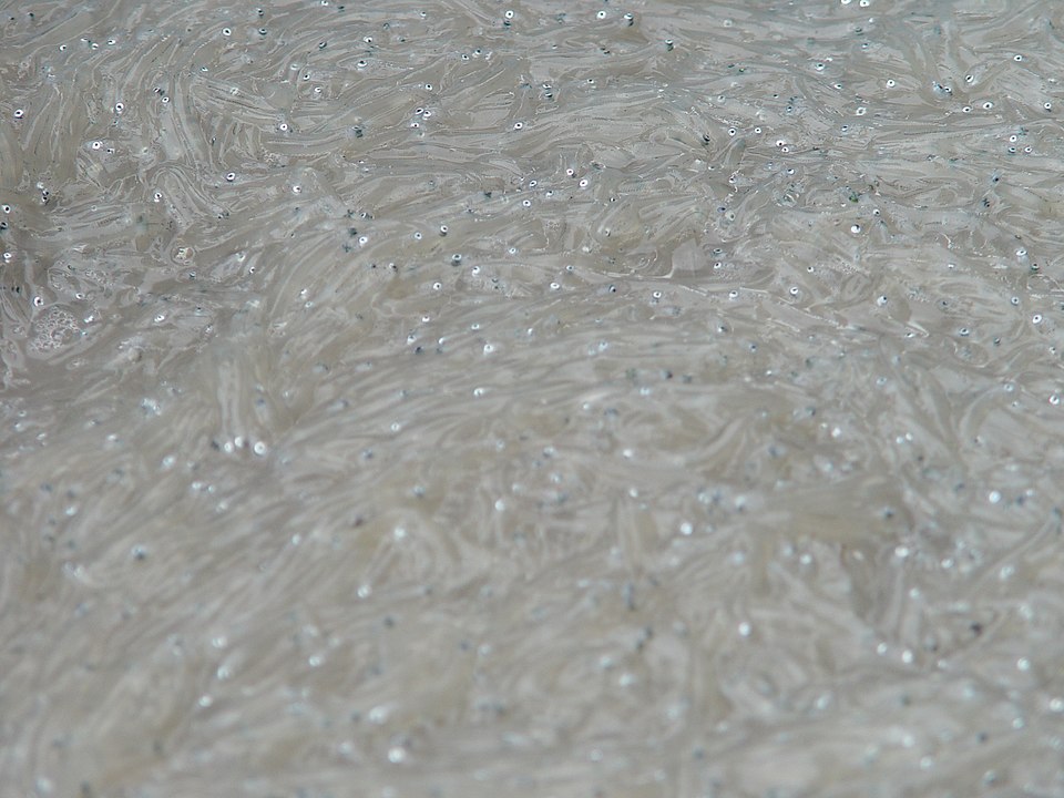 © Whitebait is the immature fry of fish, in this case of sardines and anchovies caught on the French Riviera Elisa Prato, Wikipedia
© Whitebait is the immature fry of fish, in this case of sardines and anchovies caught on the French Riviera Elisa Prato, Wikipedia