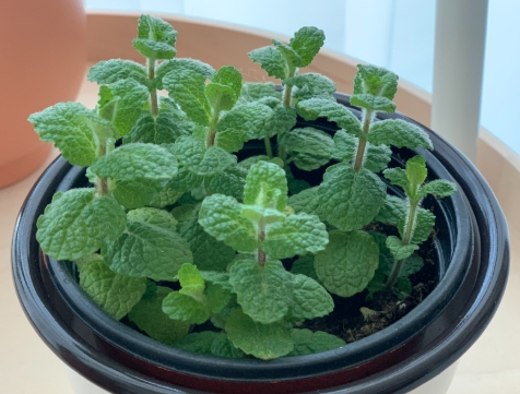 가을에 피는 꽃 종류 애플민트