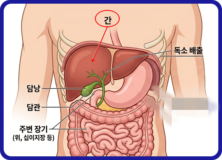 간이 나쁘면 나타나는 증상