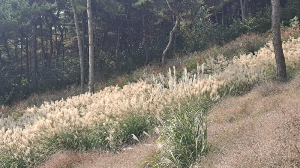 화성_우리꽃식물원_국화전시회