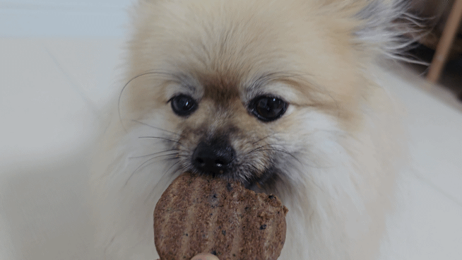 하림 동결건조 패티 강아지 반응