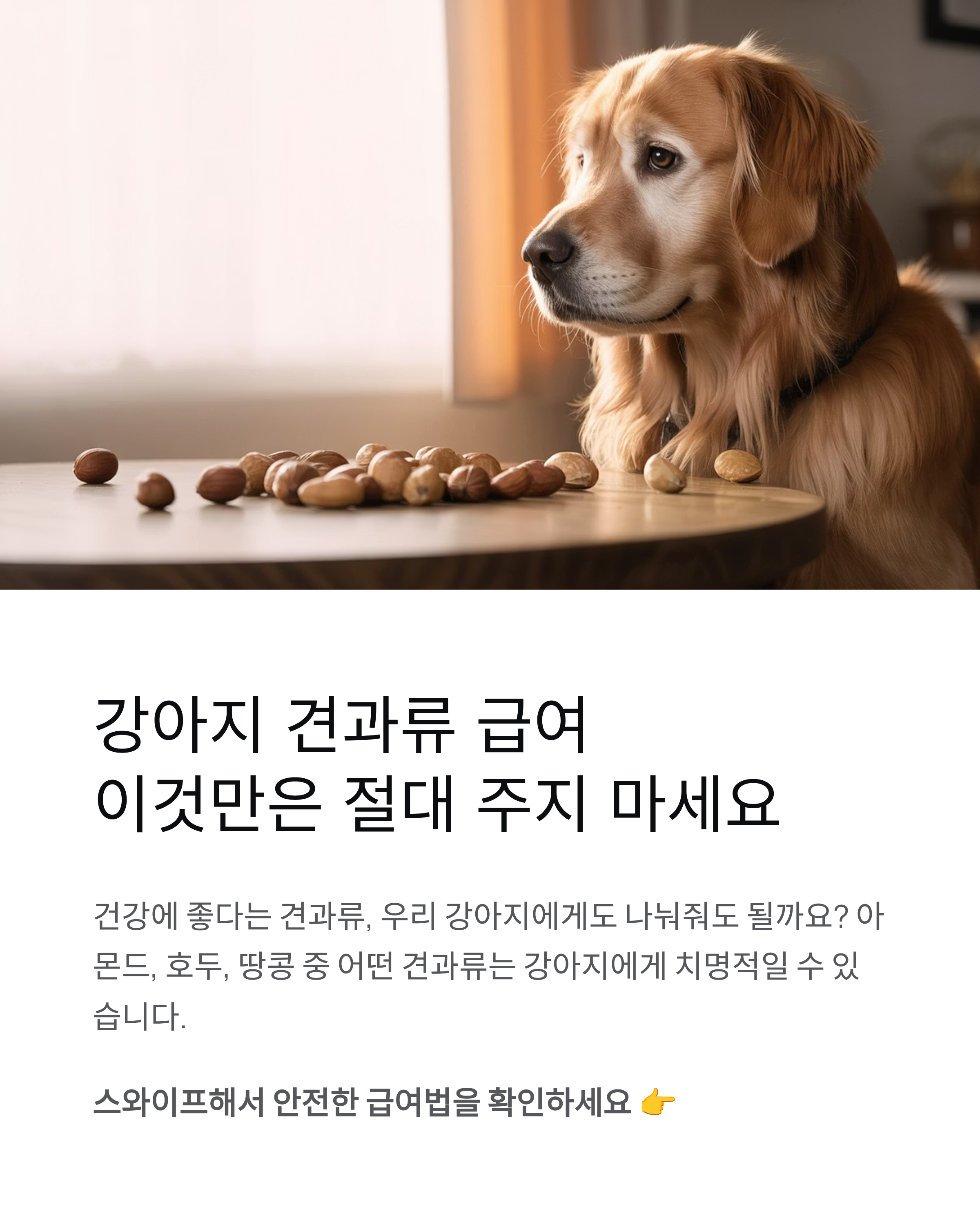 강아지 견과류 급여 완벽 가이드! 이것만은 절대 주지 마세요