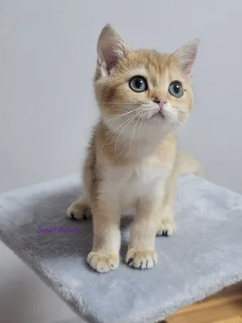 브리티쉬숏헤어 고양이 실버 유전병 분양 가격 성격_10