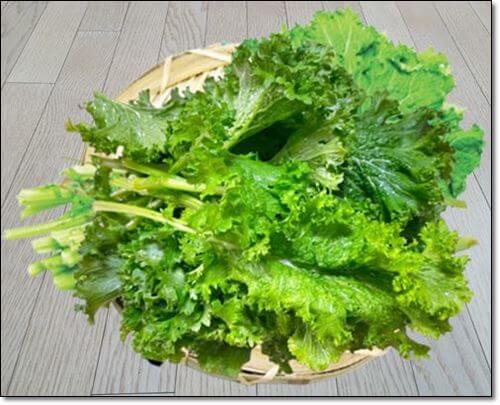 겨자잎