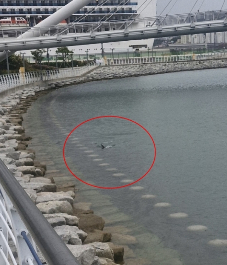 부산 상어 출몰