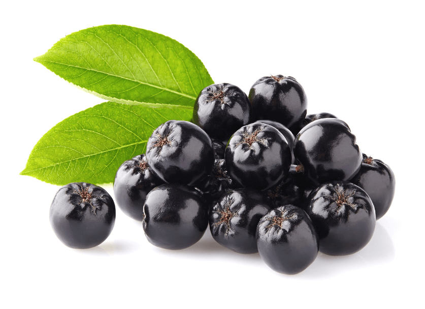 아로니아 분말 먹는 가장 좋은 방법(복용법) 알아보기