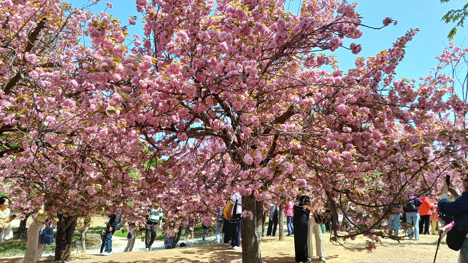 경주 불국사 겹벚꽃7