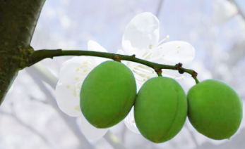 매실액기스 효능