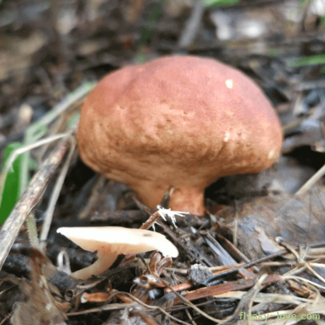 말징버섯 효능