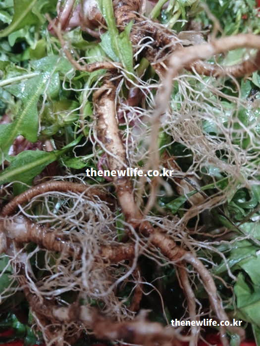 민들레 효능 복용법