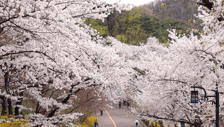 남산공원 산책로에 왕벚꽃나무가 만개한 모습