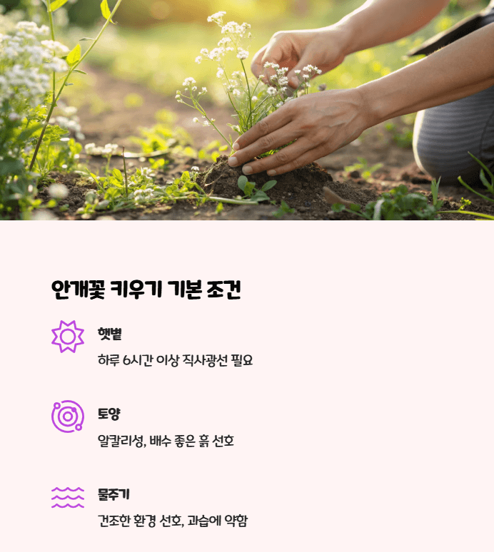 안개꽃 키우기
