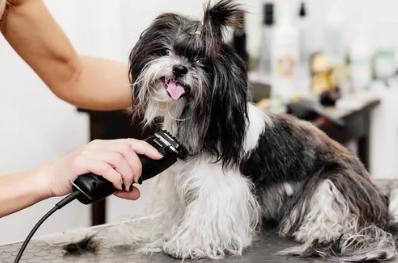 시츄/출처:어도비스톡