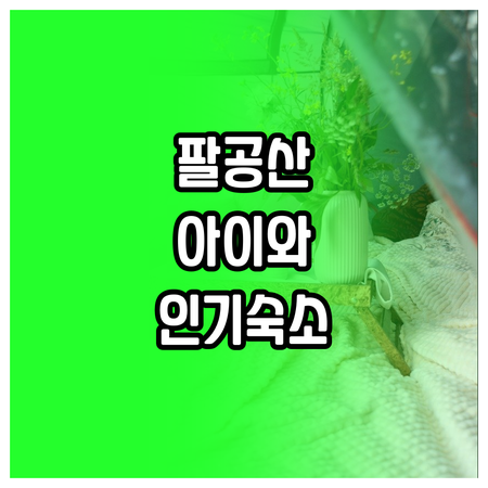 아이와 가기 좋은 팔공산 숙소 리스트..