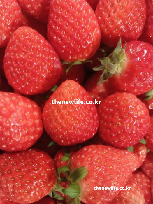 딸기 효능 영양가치
