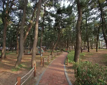 연곡 솔향기 캠핑장_18