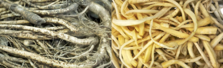 도라지-고르는-방법