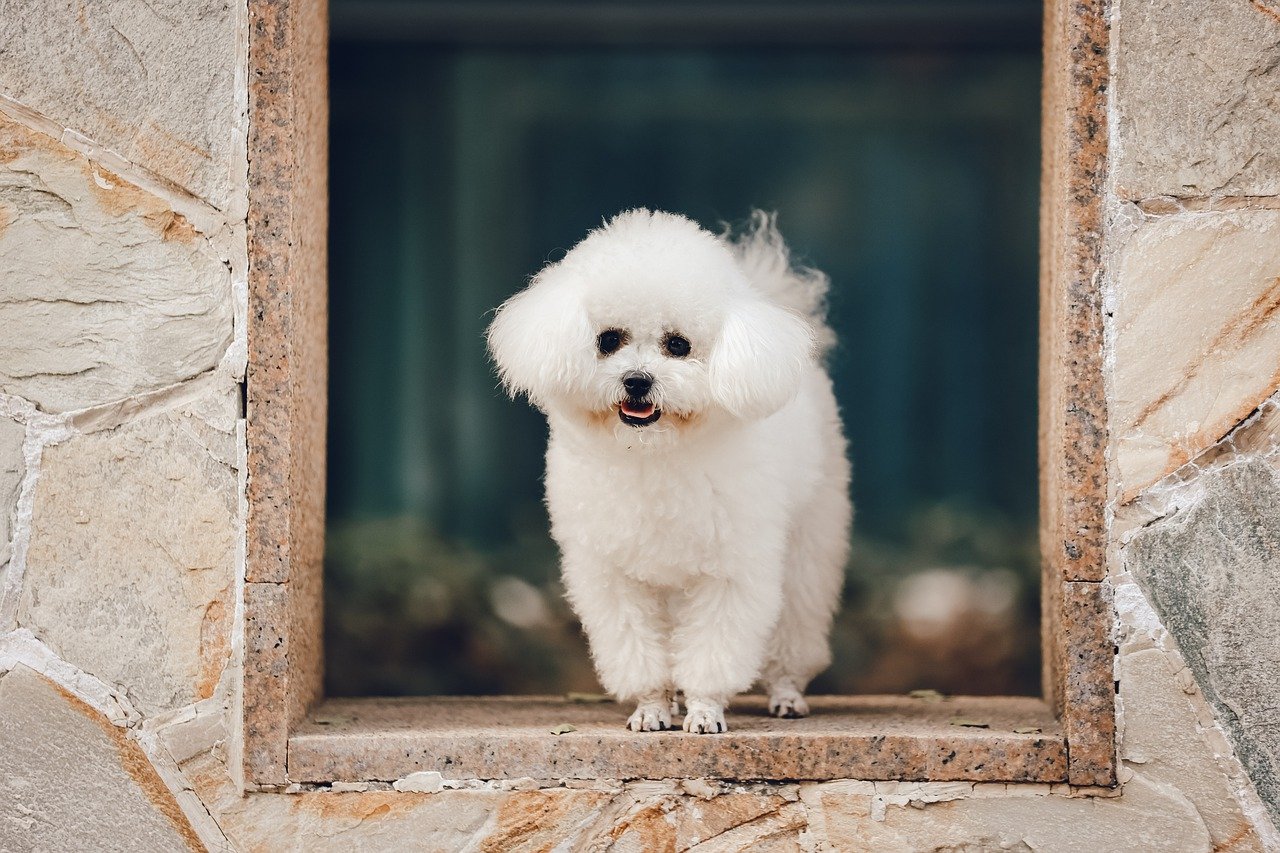 소형강아지종류? 아파트에서 키우기 딱 좋은 소형강아지의 종류와 특징은?