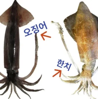 한치 오징어 차이 비교 생김새 맛 식감 완벽 분석_32